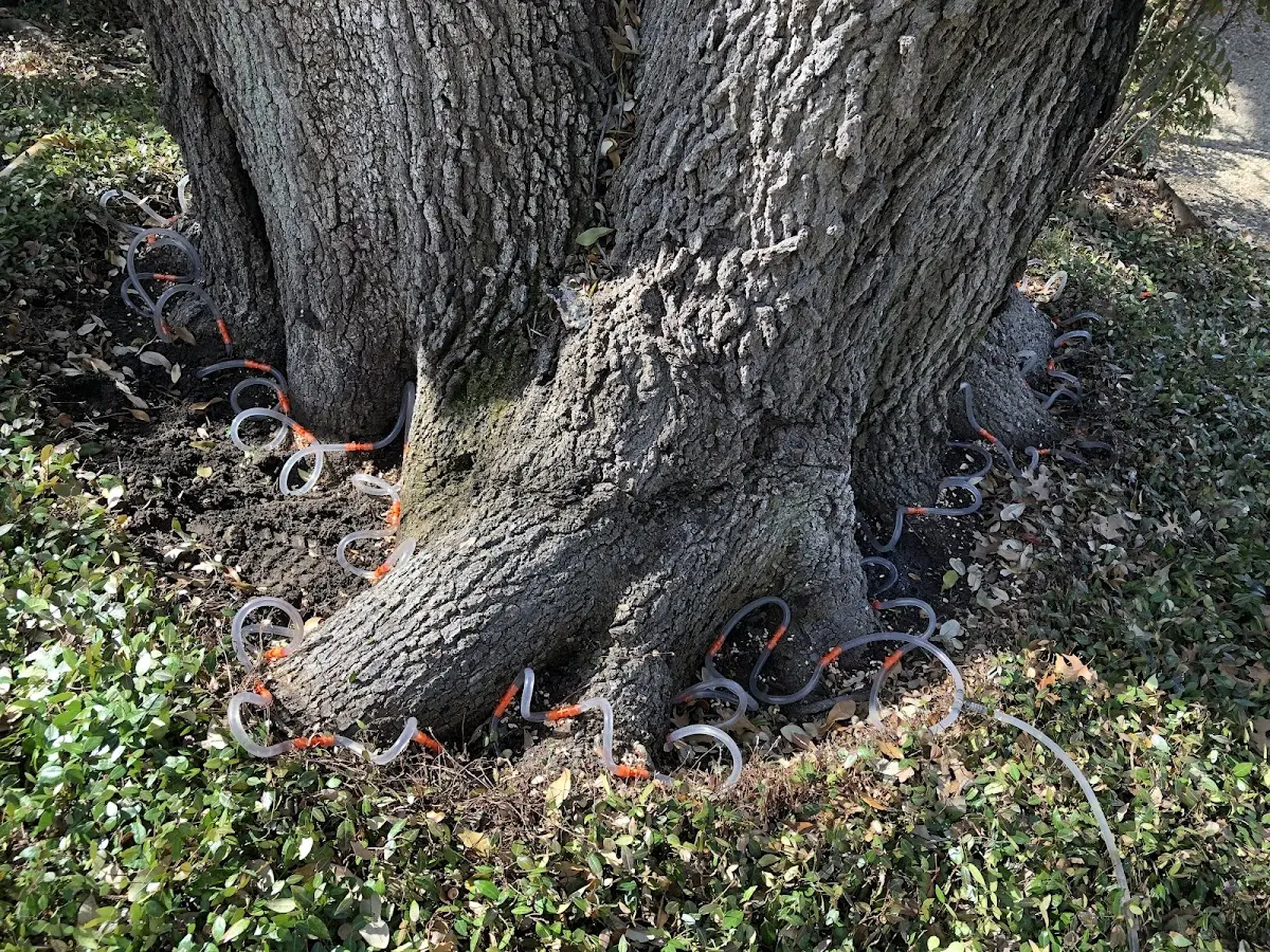 Detailed Shrub and Hedge Trimming job site in Wesley Chapel