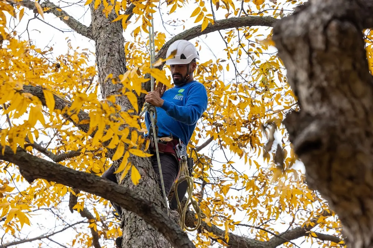 Skilled Tree Planing crew working in Wesley Chapel