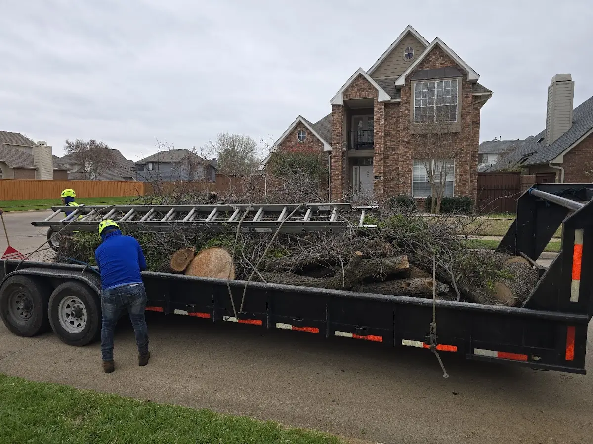 Expert Tree Removal with proper safety equipment in Wesley Chapel